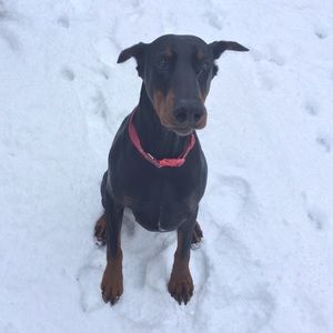 Meet your Posher, Elliott